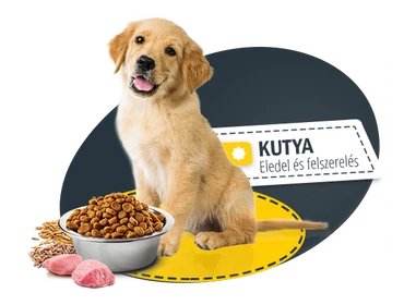 Kutya