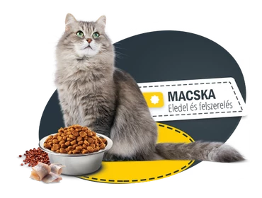 Macska