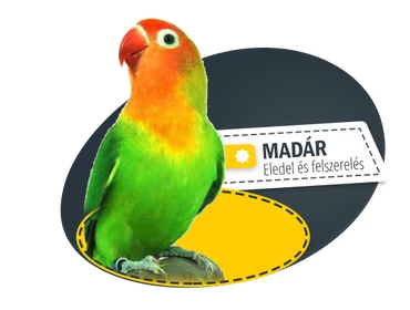 Madár