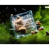 Kép 2/2 - Hobby Planaria X planária csapda akváriumba
