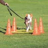 Kép 6/6 - Trixie Sporting Obstacle Set - agility akadály (ugró akadály) 23cm x 30/78cm