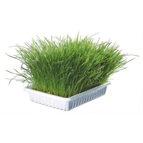 Macskafű Kölyök Macskának 100gr